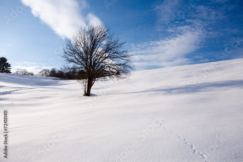 Isolated tree in winter season, nature background