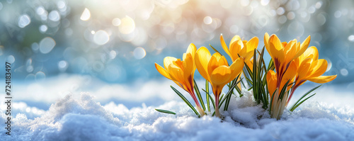 Yellow crocuses grow in the garden under the snow on a spring sunny day. Panorama with beautiful primroses on a brilliant sparkling background.
