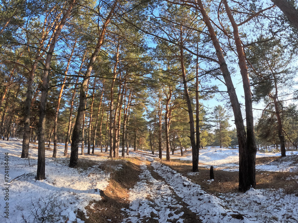 spring thaw. snow melts in the forest. shadows on the snow. first spring grass and snow. sun and forest. walk through the pines. tall pines. tree shadows. sun on earth. spring thaw. snow melts in the forest. shadows on the snow. first spring grass and snow. sun and forest. walk through the pines. tall pines. tree shadows. sun on earth.