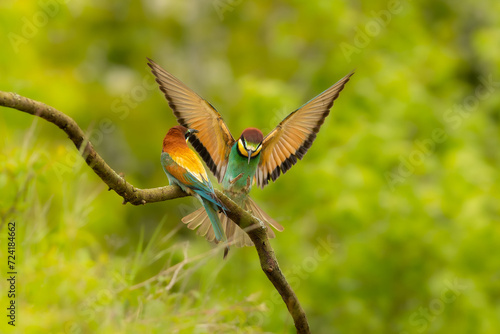 bee eater beautiful colorful bird