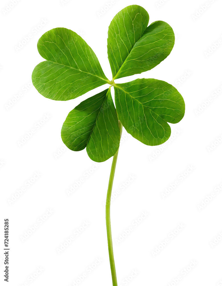 Four-leaf lucky clover - isolated Four-leaf lucky clover - isolated