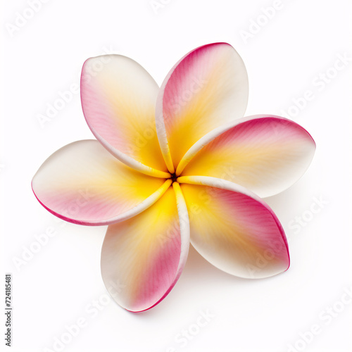 a pink and yellow flower