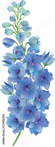 Delphinium vector stock illustration. Larkspur blooming flowers. Blue winter peony buds. Isolated on white background. 