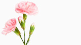Delicate pink flower. On a light background with empty space