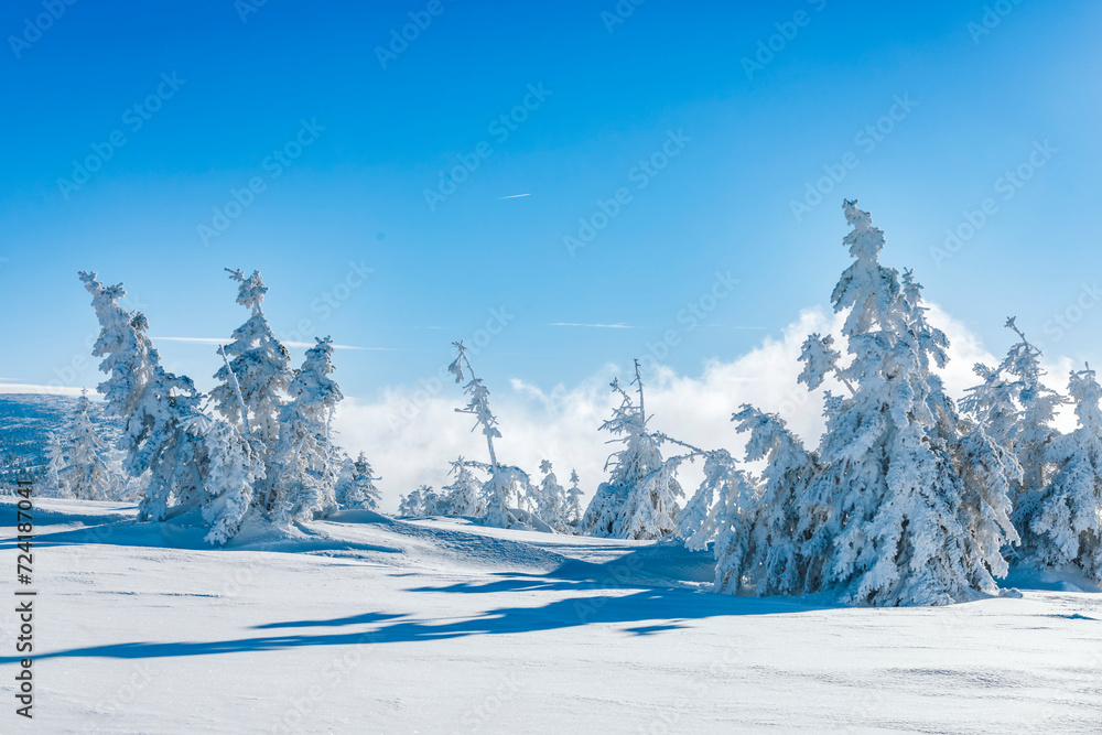 Winter landscape in the mountains on a cold sunny day with blue sky and snow covered fir trees