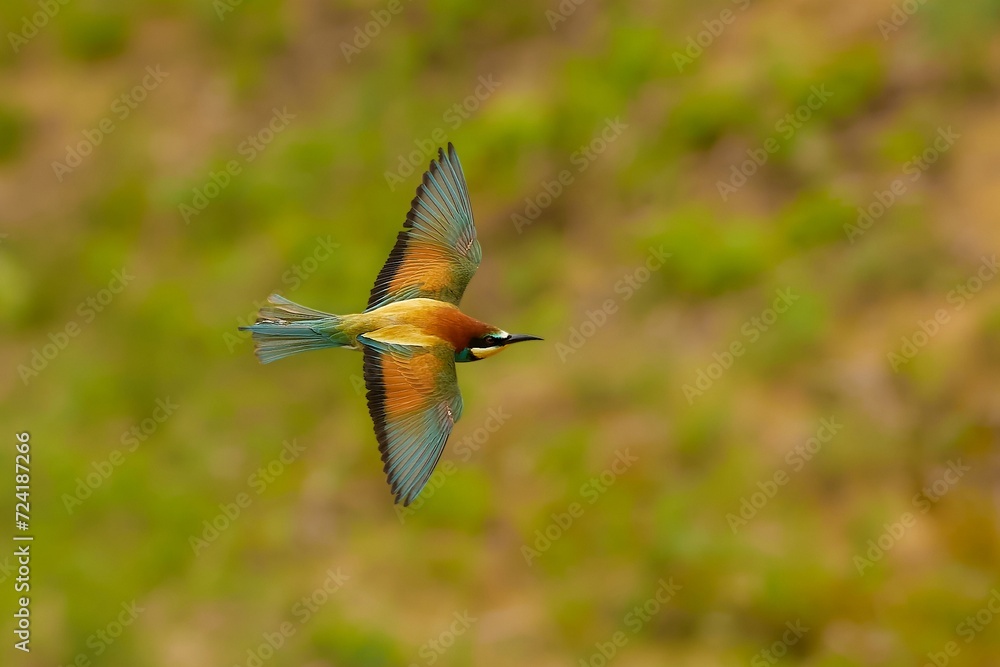 Obraz premium Bee eater in fast flight