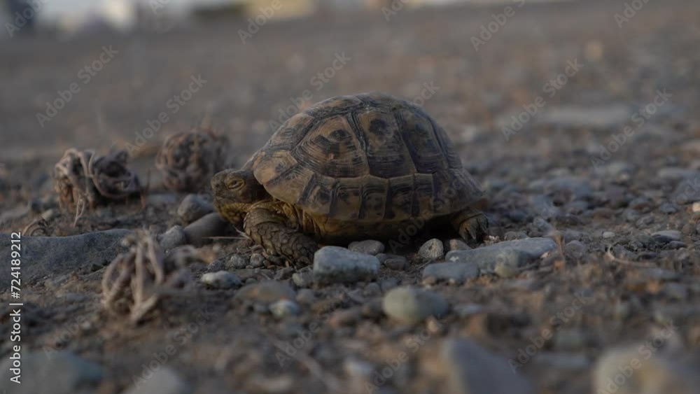 The spread of turtles in the wild in some areas of the Arab world
The spread of turtles in the wild in some areas of the Arab world