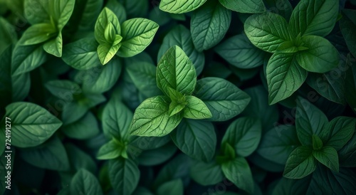 a close up image of many green leaves in the garden