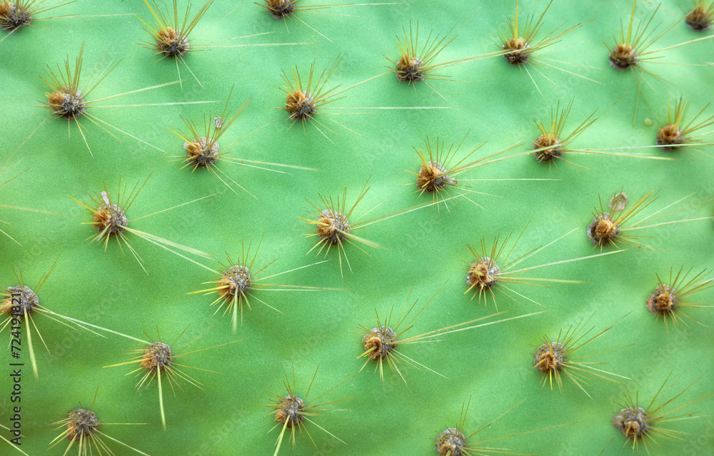 Close up photo of Opuntia galapageia pad with spines, selective focus, abstract nature background. Close up photo of Opuntia galapageia pad with spines, selective focus, abstract nature background.
