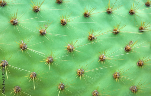 Close up photo of Opuntia galapageia pad with spines, selective focus, abstract nature background.