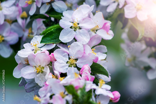 A branch of an apple tree with pink flowers in sunny weather