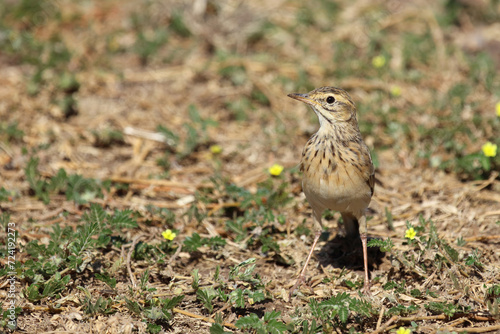 Wallpaper Mural Sabotalerche / Sabota Lark / Calendulauda sabota. Torontodigital.ca