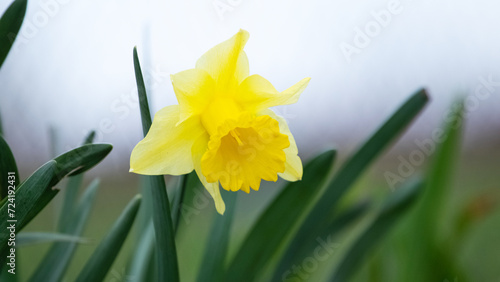 Fototapeta Naklejka Na Ścianę i Meble -  Big yellow daffodil in the garden on a blurred background