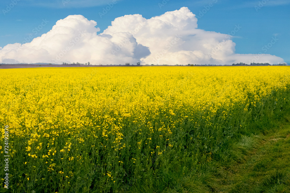 Obraz premium Rapeseed field with yellow flowers and blue sky with white curly clouds