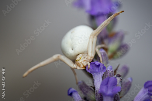 Araignée crabe à l'affût en gros plan