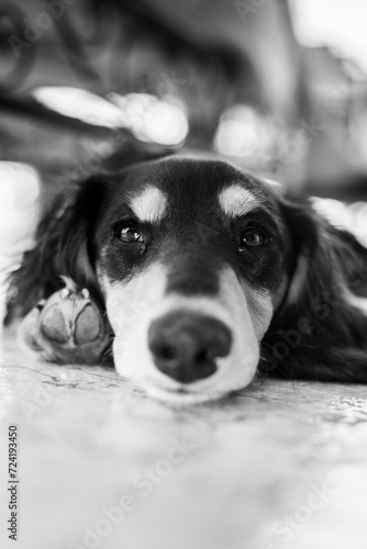 Portrait d'un cocker en noir et blanc