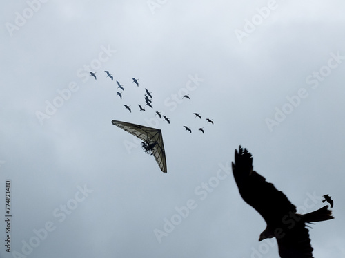 Deltaplane qui vole avec des oies