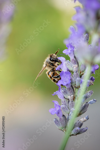 Abeille posée sur une fleur de lavande