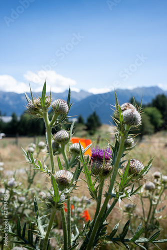Fleurs de chardon dans les prés