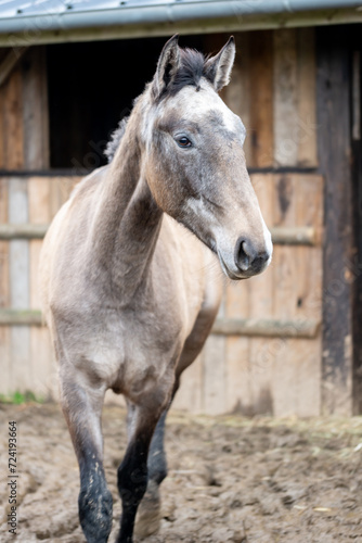 Cheval qui me regarde