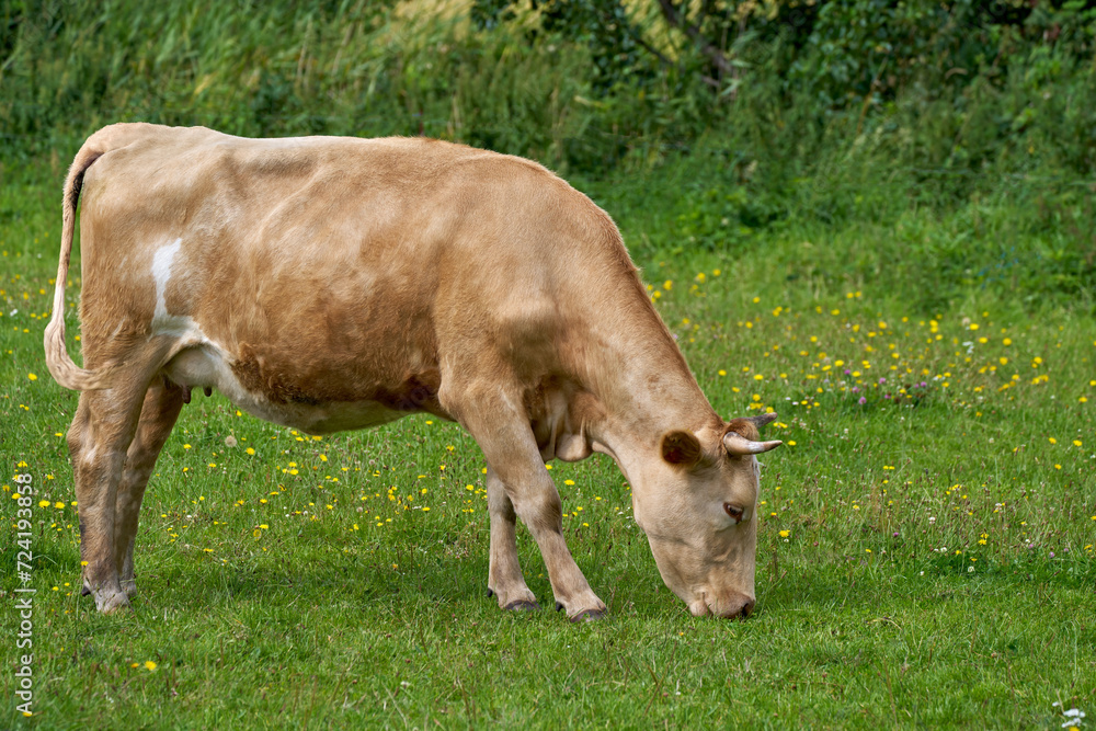 Hellbraune junge gehörnte Kuh beim Grasen auf einer Wiese mit Blumen, im Hintergrund grüne Pflanzen und Büsche Hellbraune junge gehörnte Kuh beim Grasen auf einer Wiese mit Blumen, im Hintergrund grüne Pflanzen und Büsche