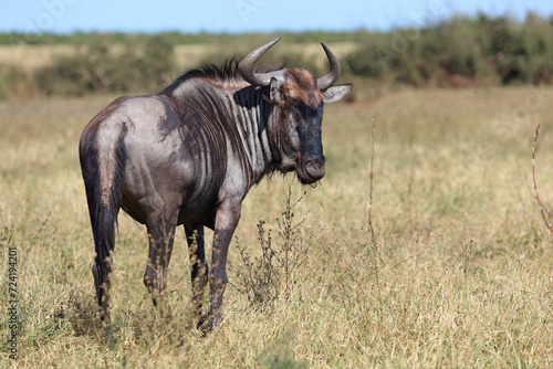 Fototapeta Naklejka Na Ścianę i Meble -  Streifengnu / Blue wildebeest / Connochaetes taurinus