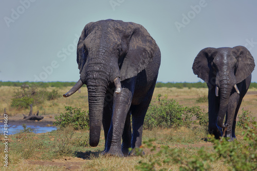 Afrikanischer Elefant / African elephant / Loxodonta africana