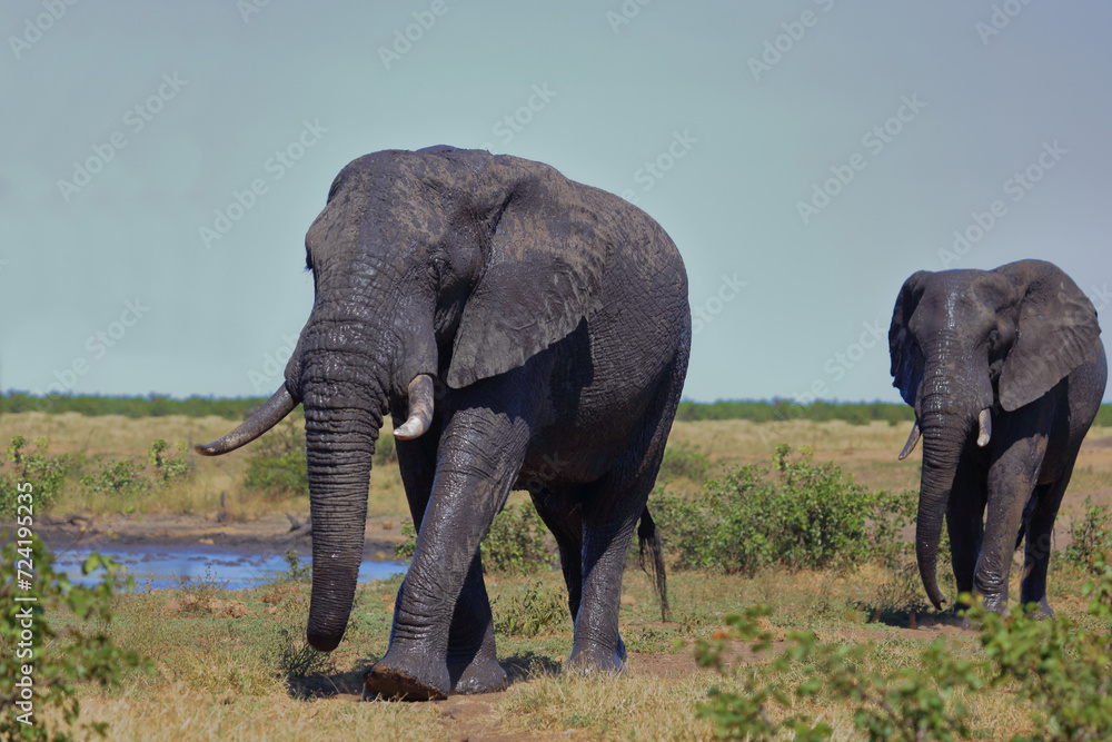 Obraz premium Afrikanischer Elefant / African elephant / Loxodonta africana