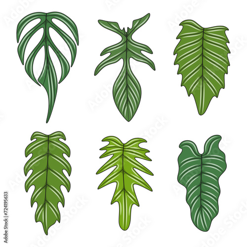 Set of color illustration with monstera creeper plant leaves. Isolated vector objects on white background.