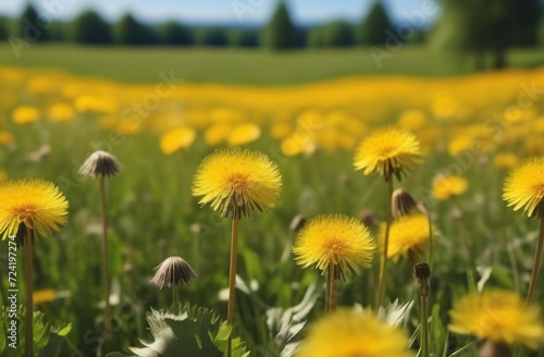 field of dandelions on a sunny day