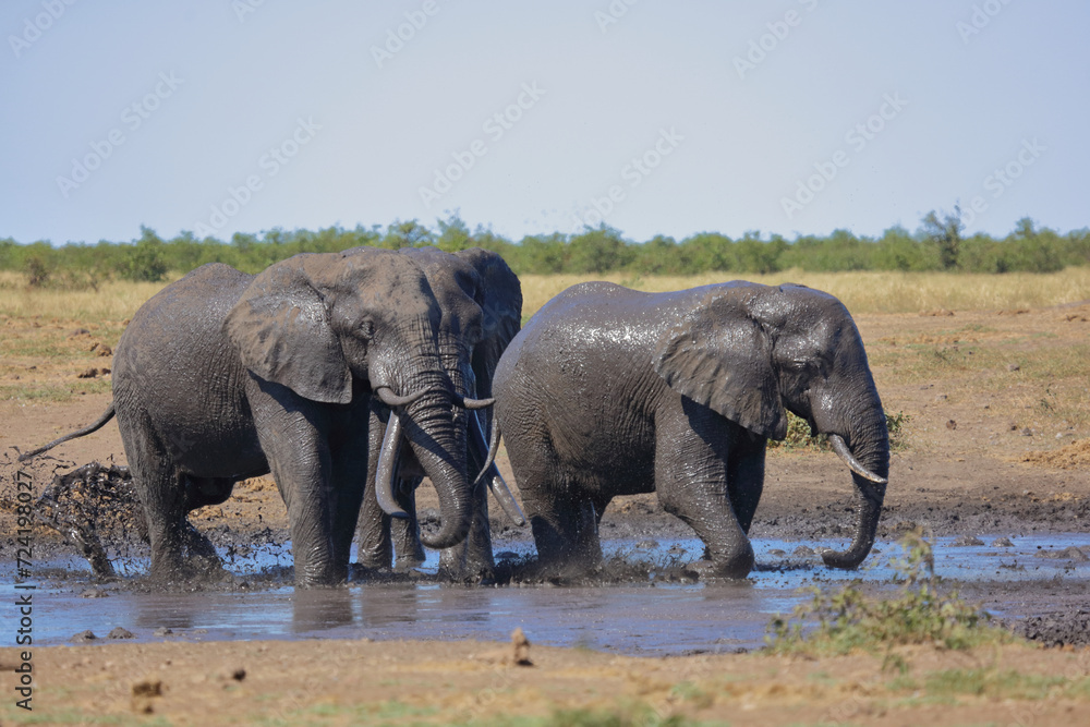 Fototapeta premium Afrikanischer Elefant / African elephant / Loxodonta africana
