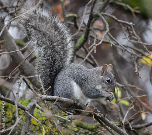 Gray Squirrel in a Tree at Red Bluff, California