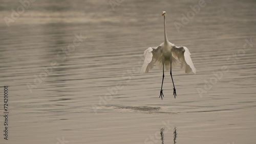  A great egret (Ardea alba), also known as the common egret, large egret, or (in the Old World) great white egret or great white heron dansing above shallow water - slow motion