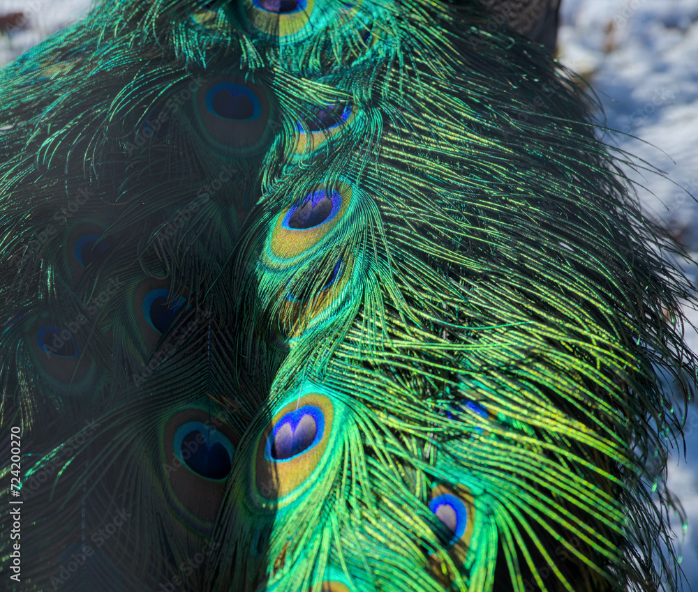 Naklejka premium Beautiful plumage of a peacock, close up