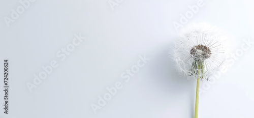 dandelion on a white background