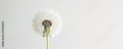 dandelion on a white background