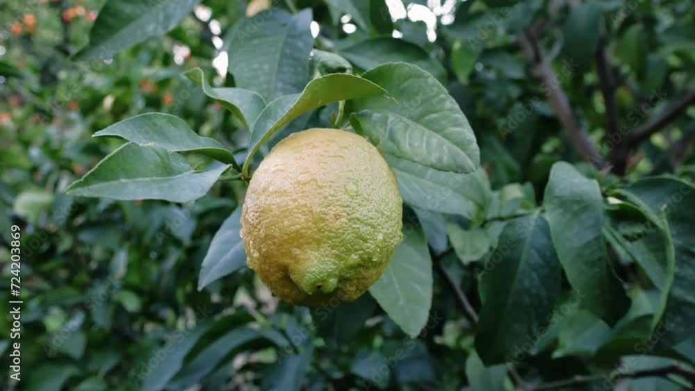 Closeup in garden, showcasing organic, food with ripe lemon. Vibrant organic, food, a ripe lemon on tree. Natural setting of a ripe lemon, symbol of organic, food Closeup in garden, showcasing organic, food with ripe lemon. Vibrant organic, food, a ripe lemon on tree. Natural setting of a ripe lemon, symbol of organic, food