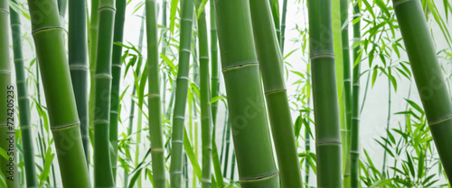 bamboo background close up