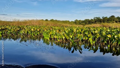 Canoe tour on the Pantanal Marimbus, waters of many rivers and abundant vegetation, in Andarai, Bahia, Brazil in the Chapada Diamantina photo