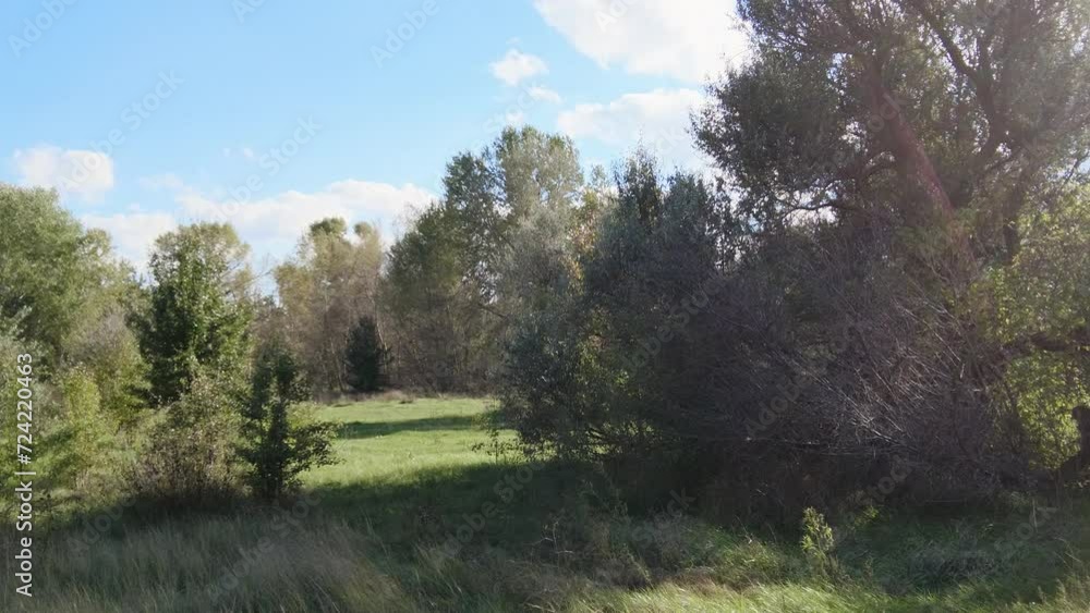 landscape forest field and blue sky. video 4k. footage in high definition. Blue sky with white clouds, shining sun, green fields, tree in center of field, forest on horizon. Nobody nature landscape. landscape forest field and blue sky. video 4k. footage in high definition. Blue sky with white clouds, shining sun, green fields, tree in center of field, forest on horizon. Nobody nature landscape.