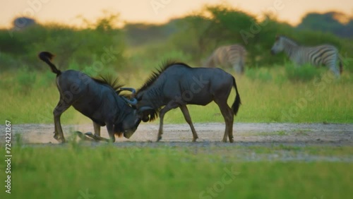 Slow motion footage of two Black wildebeest (Connochaetes gnou) fighting with each other in kruger national park of tanzania. photo