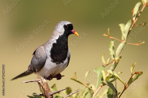 Kaptäubchen oder Maskentäubchen / Namaqua dove / Oena capensis