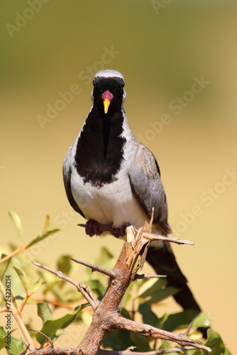 Kaptäubchen oder Maskentäubchen / Namaqua dove / Oena capensis