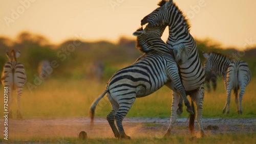 Slow motion footage of two zebras fighting with each other in Central Kalahari Game Reserve of Botswana of southern Africa. photo