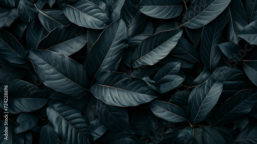 Textured abstract black leaves create a dark and tropical backdrop. © B & G Media