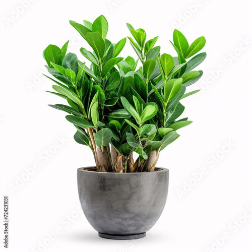 Green Haven: Lustrous ZZ Plant Nestled in a Stylish Grey Planter, isolated on white background with full depth of field and deep focus fusion 