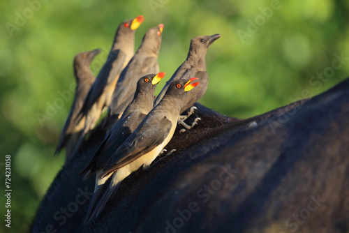 Foto Gelbschnabel-Madenhacker / Yellow-billed oxpecker / Buphagus africanus
