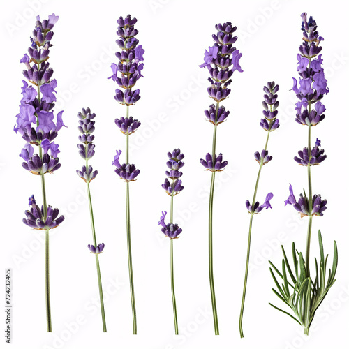 Lavender Blossoms in Full Bloom: Aromatic and Serene  isolated on white background with full depth of field and deep focus fusion