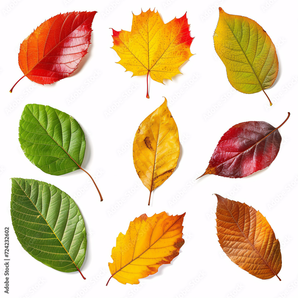 Autumnal Mosaic: A Collection of Vibrant Fall Leaves in a Spectrum of Colors, isolated on white background with full depth of field and deep focus fusion
