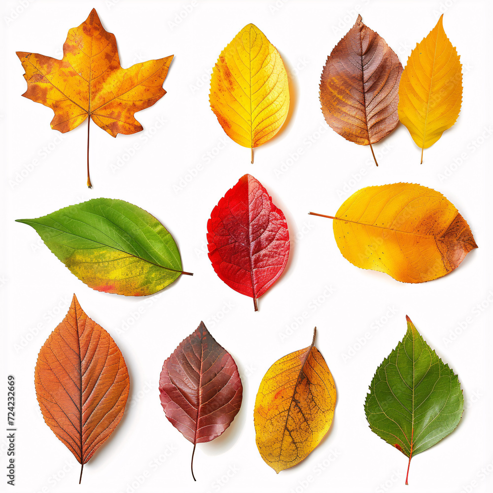 Autumnal Mosaic: A Collection of Vibrant Fall Leaves in a Spectrum of Colors, isolated on white background with full depth of field and deep focus fusion
